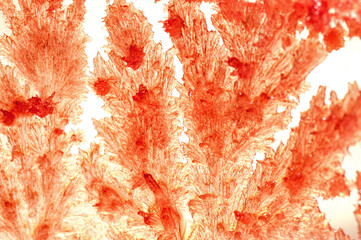 A macro photograph of vividly red, lab-grown crystals, showcasing their intricate geometric...