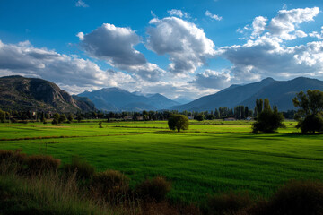 Obraz premium wind waving in a green field in summer
