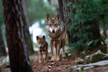 Obraz premium a wolf with cub in the forest