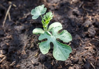 A small plant with green leaves is growing in the dirt