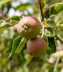 Two apples hanging from a tree