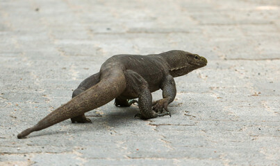 A lizard is walking on a brick sidewalk