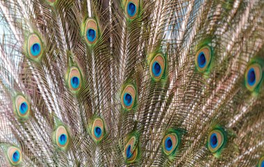Obraz premium A close up of a peacock's feathers, showcasing the intricate