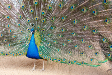 Obraz premium A peacock is standing on the sand with its feathers spread out