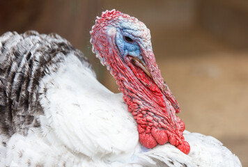 A turkey with a red beak and red feathers on its head