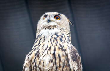 The feathers of a bird are shown in a close up