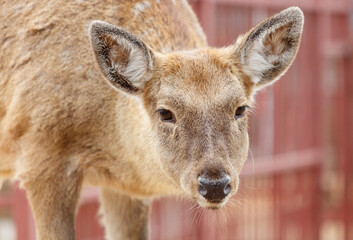 A deer is standing in front of a red fence