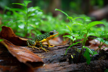 Fototapeta premium tropical frog in the rainforest ground