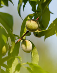 Two peaches hanging from a tree branch