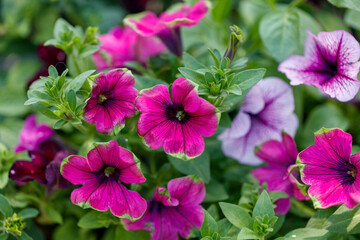 A bunch of pink flowers with a few white flowers in the middle