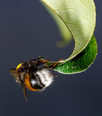 A bee is on a leaf