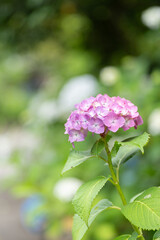 ぽつんと咲いたアジサイの花
