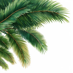 Stunning Palm Leaves in Vivid Green , white background cut out PNG