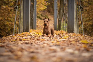 Irish terrier dog lies on the bridge with yellow leaves