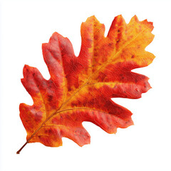 Fototapeta premium Autumn Oak Leaf - Vibrant Fall Colors , white background cut out PNG
