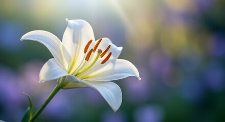 White Lily Flower Blooming