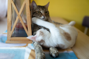 Two cute young cats portrait on a table