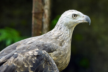 Wild bird perched quietly in a natural habitat during daylight hours in lush greenery