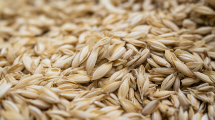 Obraz premium Grain crops harvested for economic value form essential cereal crops used worldwide in food production and agriculture industry