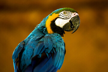 Colorful macaw showcases vivid feathers against a warm background in a vibrant setting