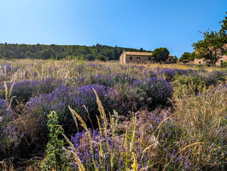 Beautiful Provence landscape with a blue sky. Southern French landscape with lavender field and a...