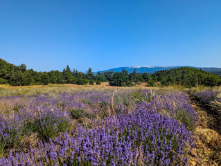 Southern French panoramic landscape with lavender field. In the background the barren peak of Mont...