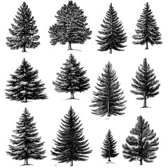 Obraz premium Highly detailed illustrations of various trees, leaves, grasses, and botanical elements, featuring realistic, minimalist, and abstract compositions on a white background.