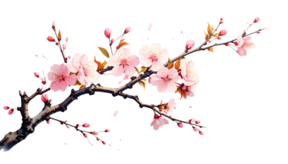 Beautiful pink cherry blossoms blooming on branches, shown isolated on white background