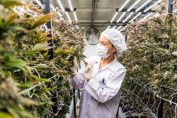 Scientist inspects cannabis plants in an advanced indoor farm using LED lights. The scene promotes...