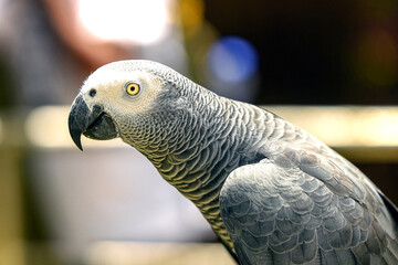 Obraz premium Close-up of an african gray parrot in natural light displaying intricate feather patterns and curious expression in a tropical environment
