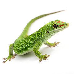 Fototapeta premium A gecko is posing in a straightforward manner, isolated on a white background.