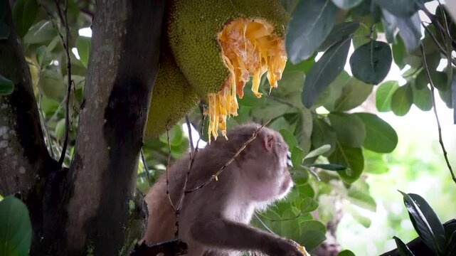 Shot of monkey eating riped jackfruit 2