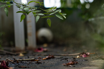 Fallen flower petals and twigs lie on dark, wet ground after the rain. A moody and melancholic...