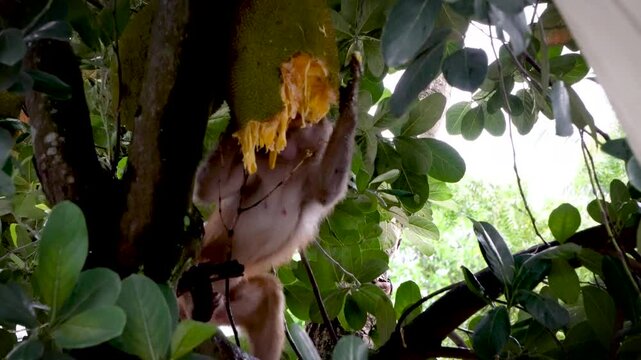 Shot of monkey eating riped jackfruit 1