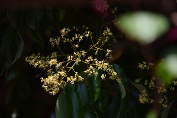 Mango Tree Flower Blooming in Early Summer
Delicate mango blossoms blooming at the start of summer....