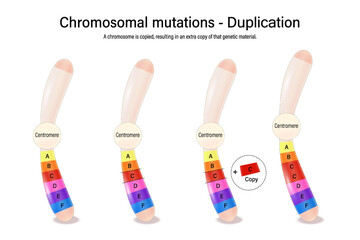 Duplication. Chromosomal mutations. Various genetic disorders. Alteration of chromosome structure. Vector used for scientific and medical education. 