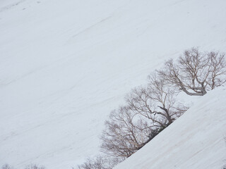観光名所立山黒部アルペンルートの雪山と白樺の風景