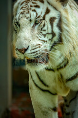 White Bengal Tiger