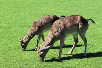 Grazing Deer on Green Meadow in Spring Nature