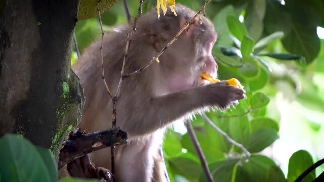 Shot of monkey eating riped jackfruit 4 close up