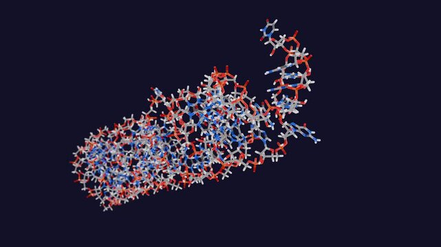 MicroRNA precursor molecule, animation