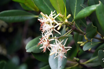 Beautiful white Pavetta lanceolata Eckl. flowers with delicate petals bloom among lush green leaves in this image.
