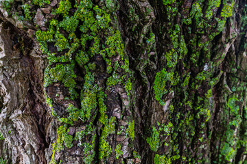 A snail clings to a mossy tree trunk