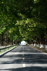  Scenic Tree Lined Road during summer