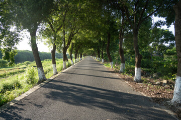  Scenic Tree Lined Road during summer