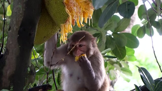 Shot of monkey eating riped jackfruit 6