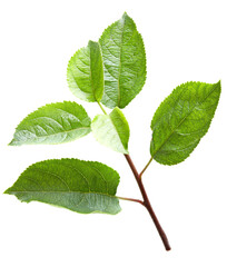 apple green leaf isolated on white background. clipping path