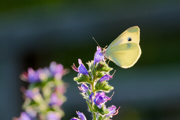 small white or cabbage butterfly is perching on the flower in the field on the blurred background...