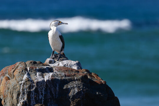 A pied cormorant, a voracious fish eater, perches on guano covered coastal rocks as it looks out over the vivid, aquamarine sea for its next meal at Hastings Point, New South Wales, Australia.