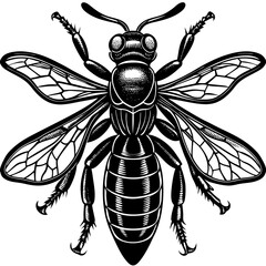 wasp vector illustration